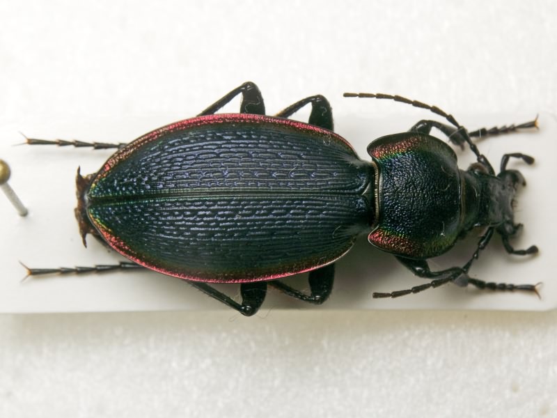Carabus excellens Fabricius, 1798